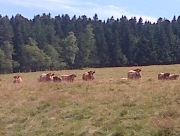 Villegiature_Convivance_10 Betail.jpg