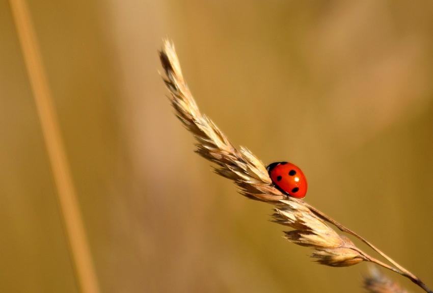 Coccinnelle et Ble