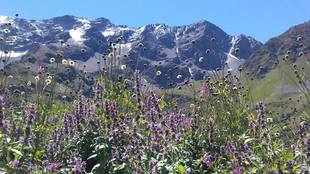 Jardin-Botanique_Col-Lautaret_2017.jpg